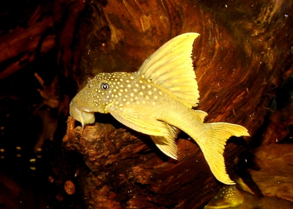 Gelber Phantomwels L200 Highfin, Baryancistrus demantoides L200 Highfin, 10-12 cm